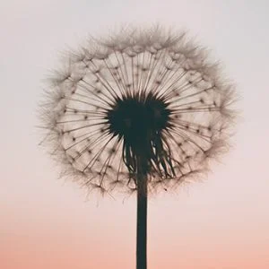 Saúde Emocional sob uma nova perspectiva